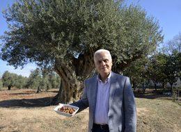 760 ve 1200 yaşlarındaki iki anıt ağaçtan toplanan zeytin, açık artırmada