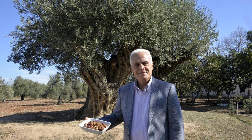 760 ve 1200 yaşlarındaki iki anıt ağaçtan toplanan zeytin, açık artırmada