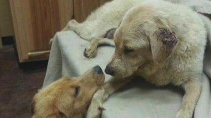 Yavru köpek annesine böbreğini bağışladı!