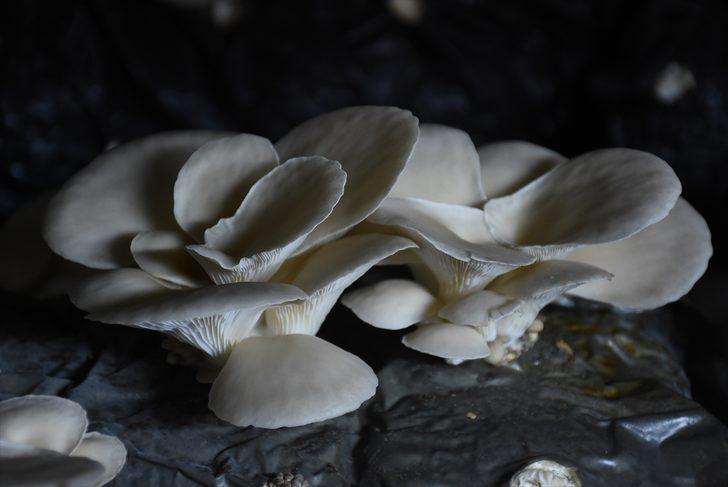 Hibe desteğiyle aylık 5 bin lira gelirli iş kurdu G2