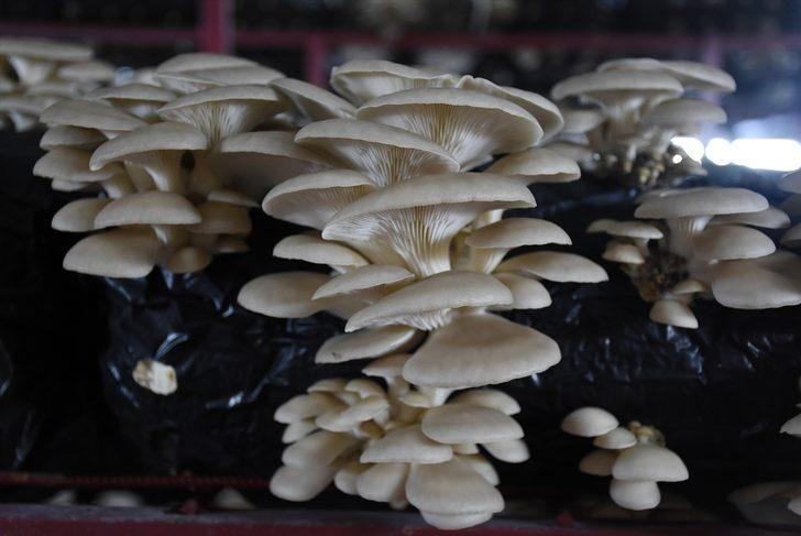 Hibe desteğiyle aylık 5 bin lira gelirli iş kurdu G3