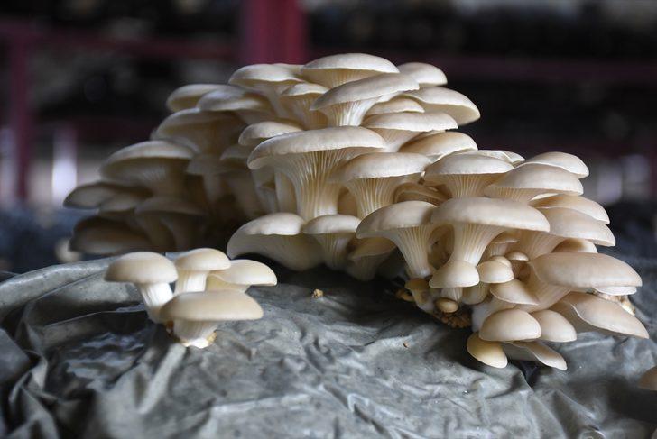 Hibe desteğiyle aylık 5 bin lira gelirli iş kurdu G4