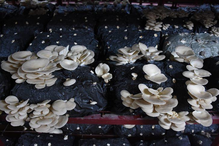 Hibe desteğiyle aylık 5 bin lira gelirli iş kurdu G5