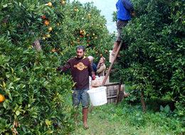 Hazirandaki dolu yağışı Finike portakalını vurdu